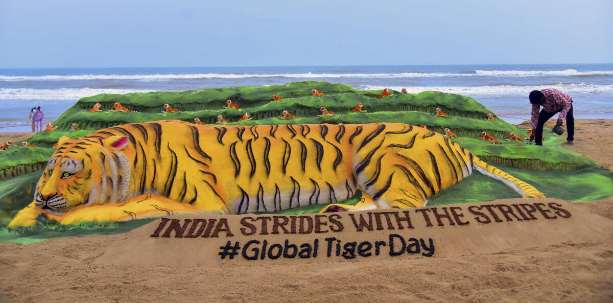 Sand artist Sudarsan Pattnaik makes a sand sculpture on the eve of International Tiger Day, at Puri beach