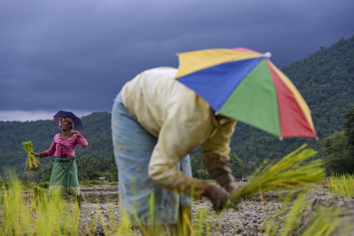Farmers transplant paddy saplings in a field, near Chandubi, in Kamrup, Assam
