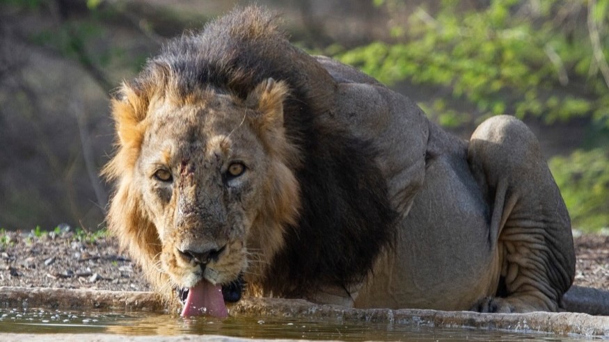 <div class="paragraphs"><p>Credit: Instagram/@asiaticlionlodge</p></div>