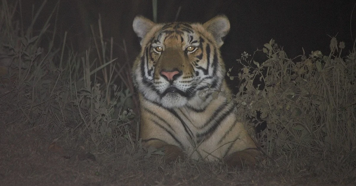 Wildlife Conservation Kaziranga: Kaziranga Now Has India’s Third Highest Tiger Density