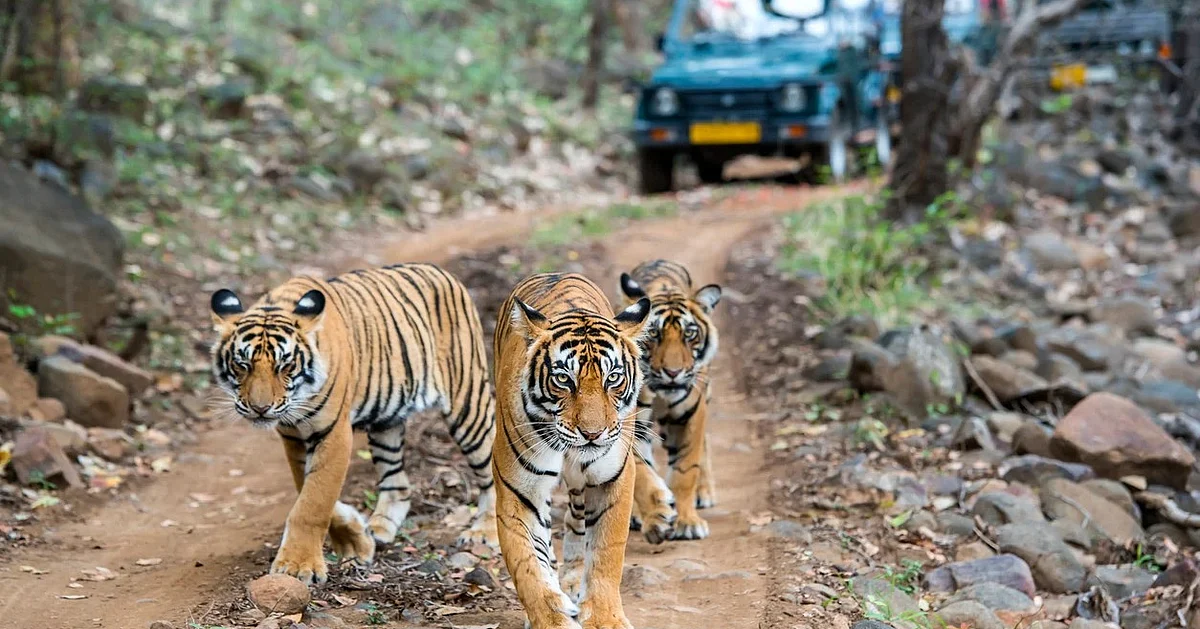 Over 50% tiger deaths since 2021 occurred outside tiger reserves
