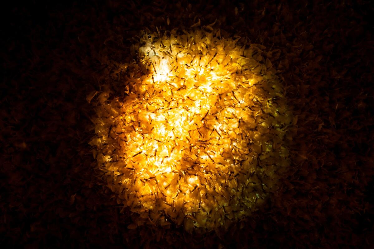 Mayflies lie on a sidewalk-embedded street lamp near the Danube river in Budapest, Hungary