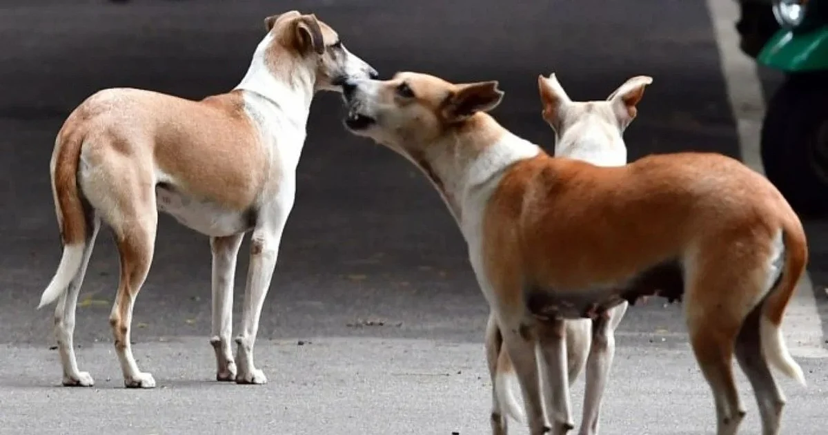 Delhi Govt Vows Empathy in Stray Dog Relocation Amid SC Order & Protests