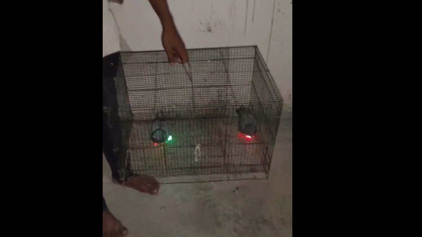 Red and green 'drones' scare Muzaffarnagar residents, they turn out to be LED-lit pigeons at night