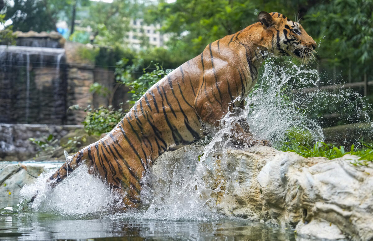 Royal Bengal tiger 'Shakti' on International Tiger Day, at Byculla Zoo, in Mumbai