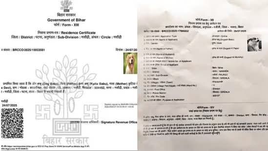 Viral famous canine 'Dogesh babu' applies for residence certificate in Bihar's Nawada