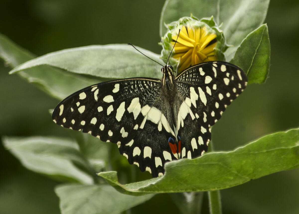 A Lime Swallowtail butterfly sits on a plant, in Varanasi