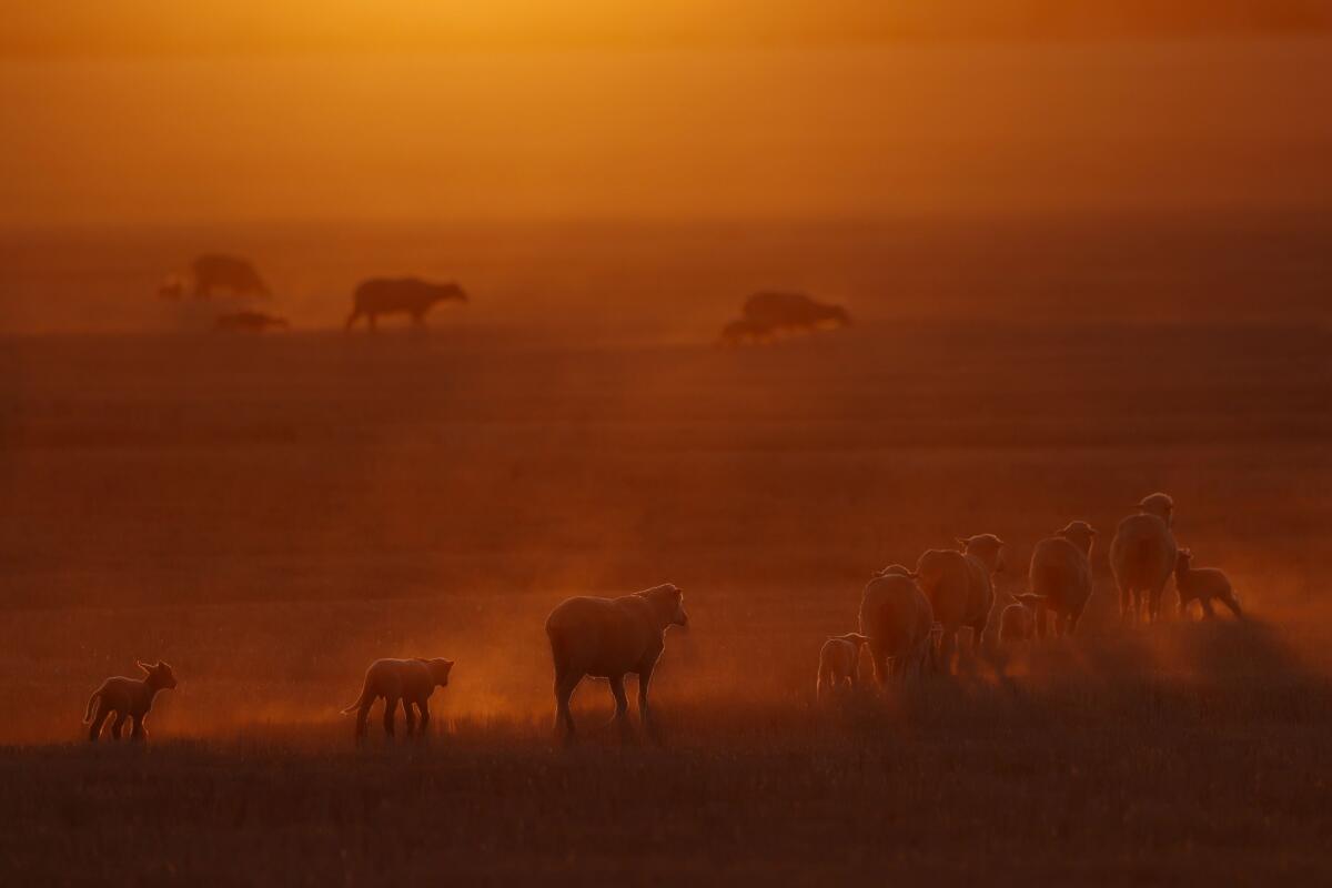 Sheep walk through a field at sunset on a farm near Merredin, Australia