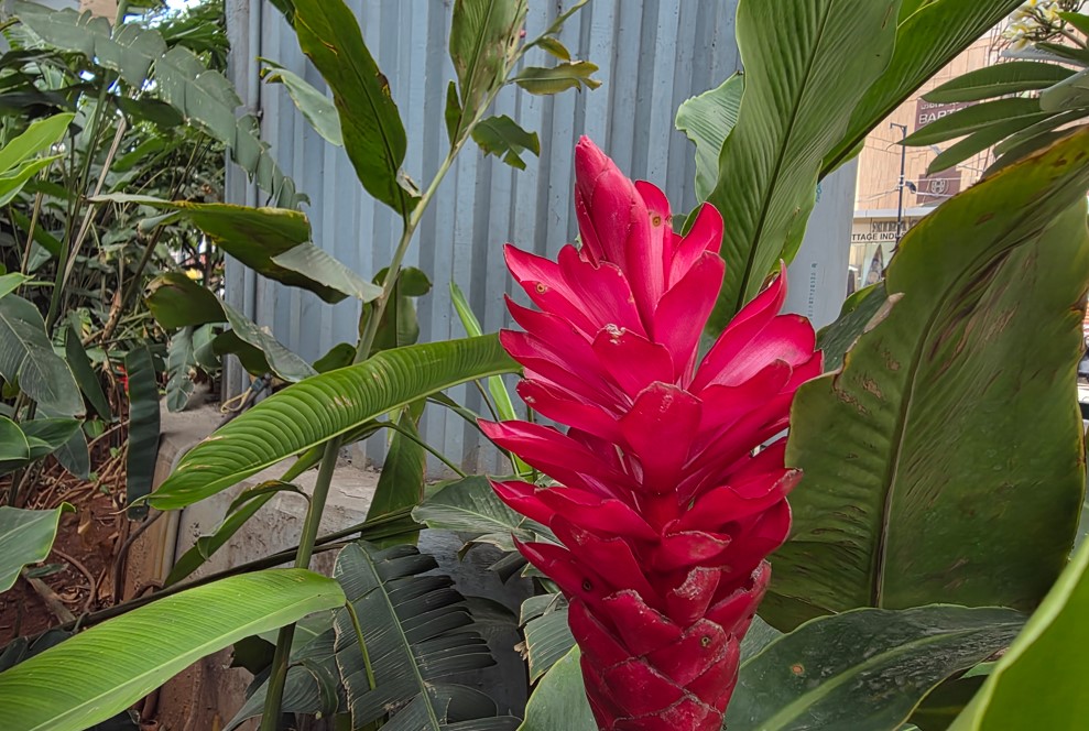 Samsung Galaxy Z Fold7's camera sample.