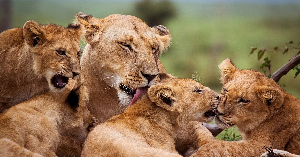 Wildlife Alert Gujarat: Three Lion Cubs Die in Amreli, 9 Big Cats Tested