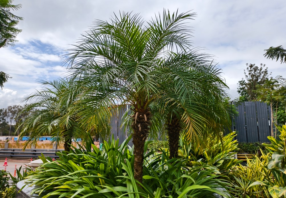 Vivo X200 FE 5G's camera sample.