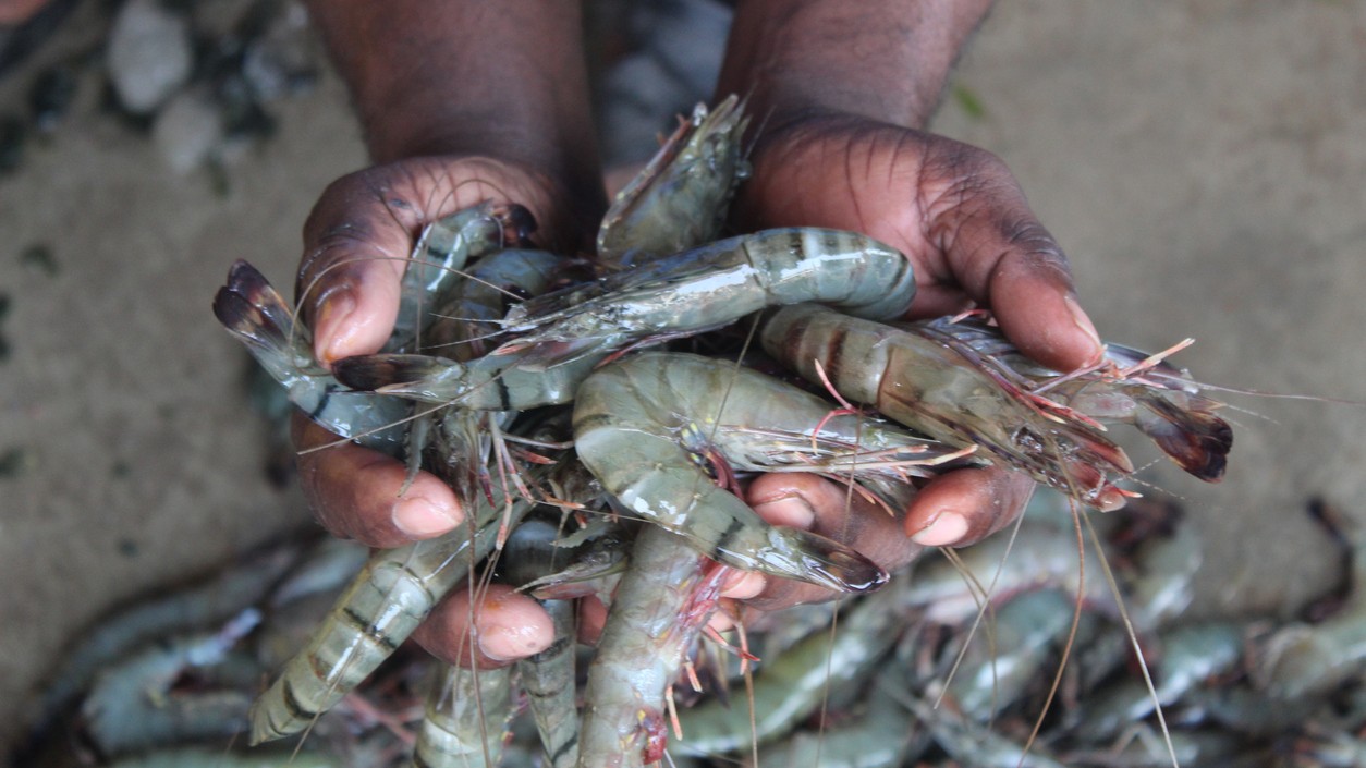Andhra shrimp farmers in troubled waters after Trump's tariffs