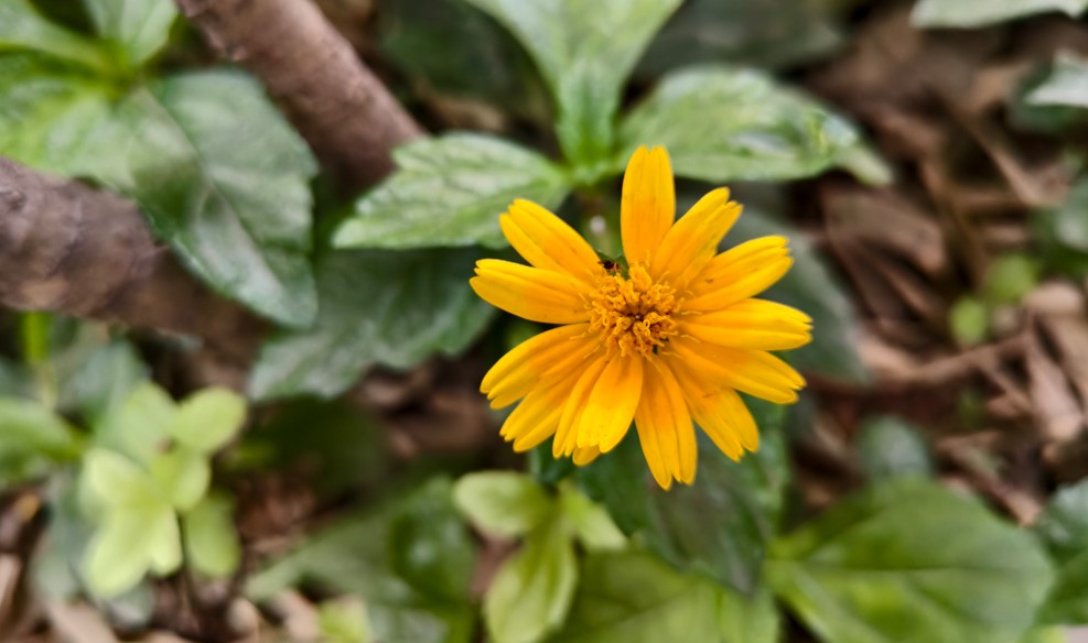 Vivo X200 FE 5G's camera sample.
