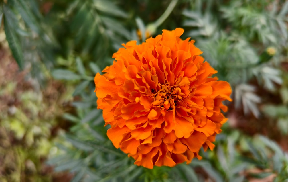 Vivo X200 FE 5G's camera sample.