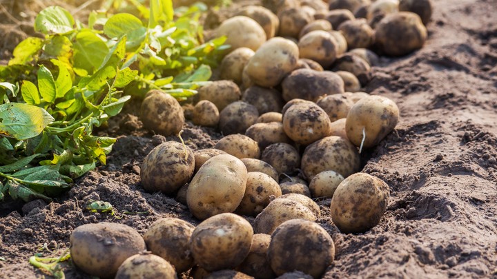 What's a potato? A 9-million-year-old tomato