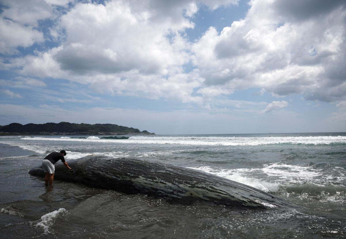 A man touches a dead whale at Heisaura Beach in Tateyama, Chiba Prefecture, Japan, July 31, 2025.
