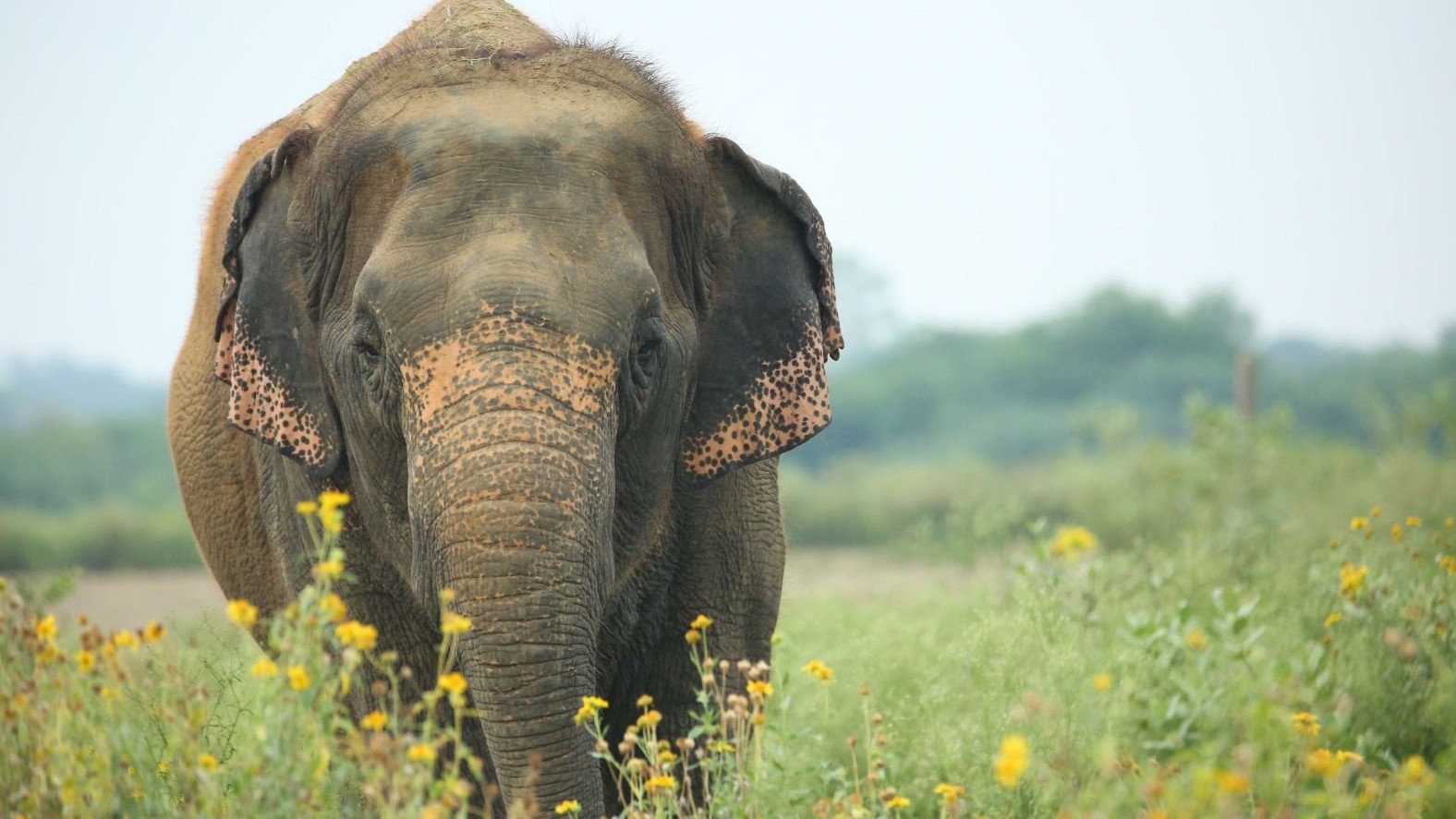 Maharashtra: Campaign to bring back female elephant Mahadevi gains momentum