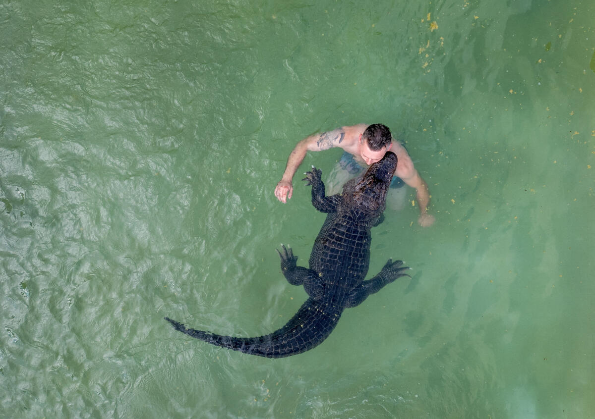 Former circus artist Krystian Kaulis takes a swim with Mrs Meyer, an American alligator, in the outdoor pool in Elmenhorst, Germany, August 1, 2025.