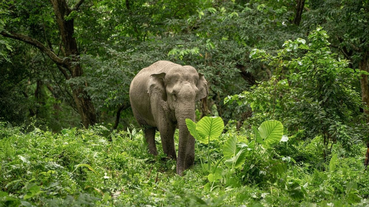 Kolhapur Campaign: Citizens Rally to Bring Back Elephant Mahadevi from  Gujarat