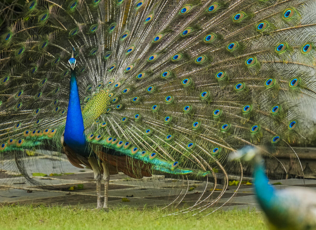 Jaipur: A peacock displays its plumage during monsoon season, in Jaipur, Thursday, Aug. 1, 2025.