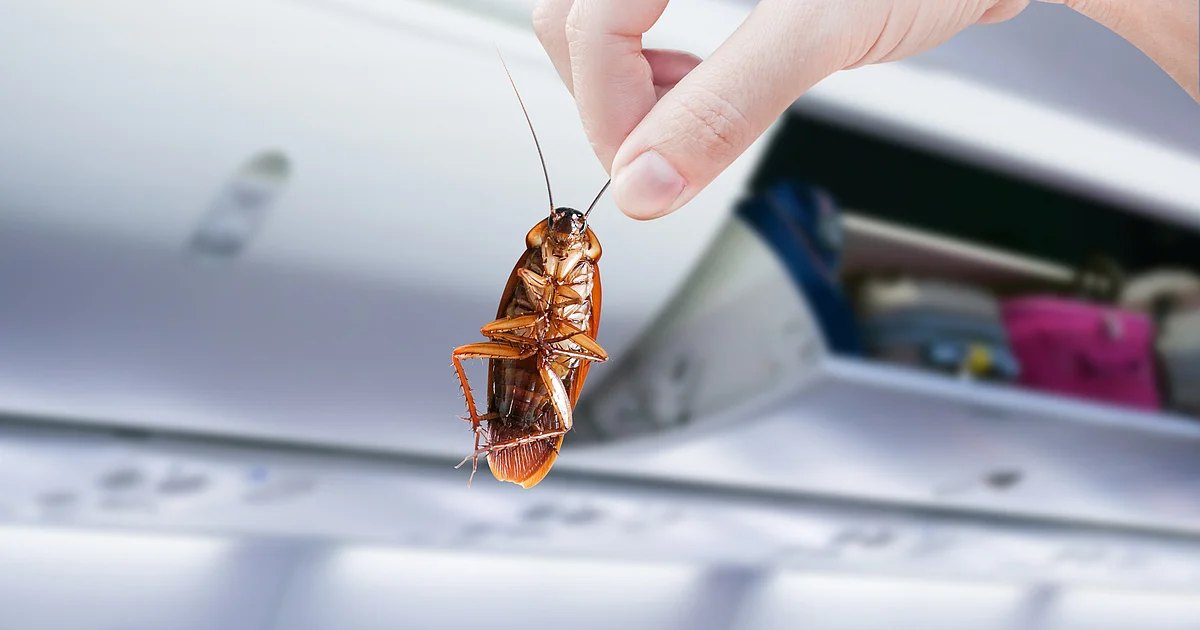 Air India Cockroach Incident: Passengers Spot Cockroaches on San Francisco-Mumbai Flight