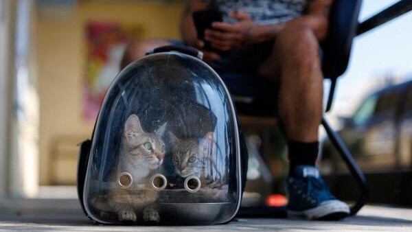 Pets end up in LA shelters after owners detained in immigration raids 
