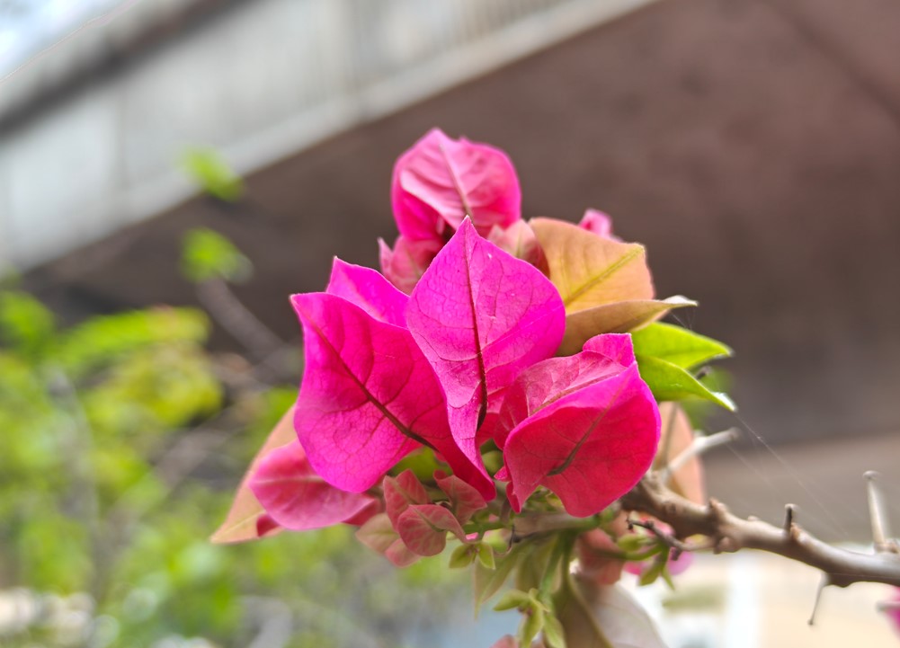 OnePlus Nord 5's camera sample.