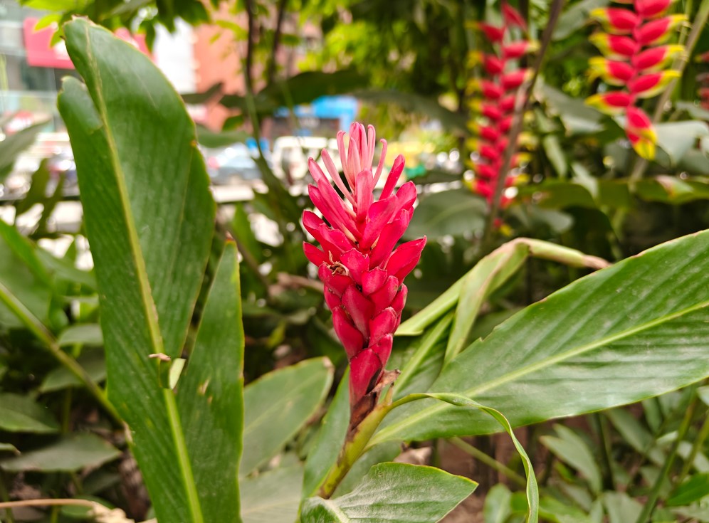 OnePlus Nord 5's camera sample.