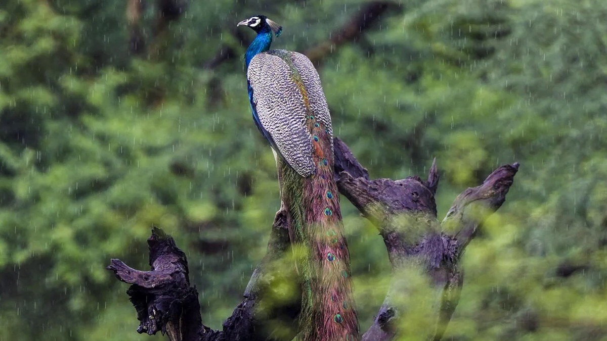 19 peafowls found dead in Tumakuru; probe ordered