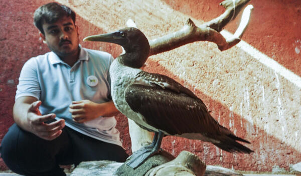 Thane: A rare Masked Booby bird kept at an animal rehab centre a day after being rescued from a house by Wildlife Welfare Association (WWA) volunteers, in Thane, Monday, Aug. 4, 2025.
