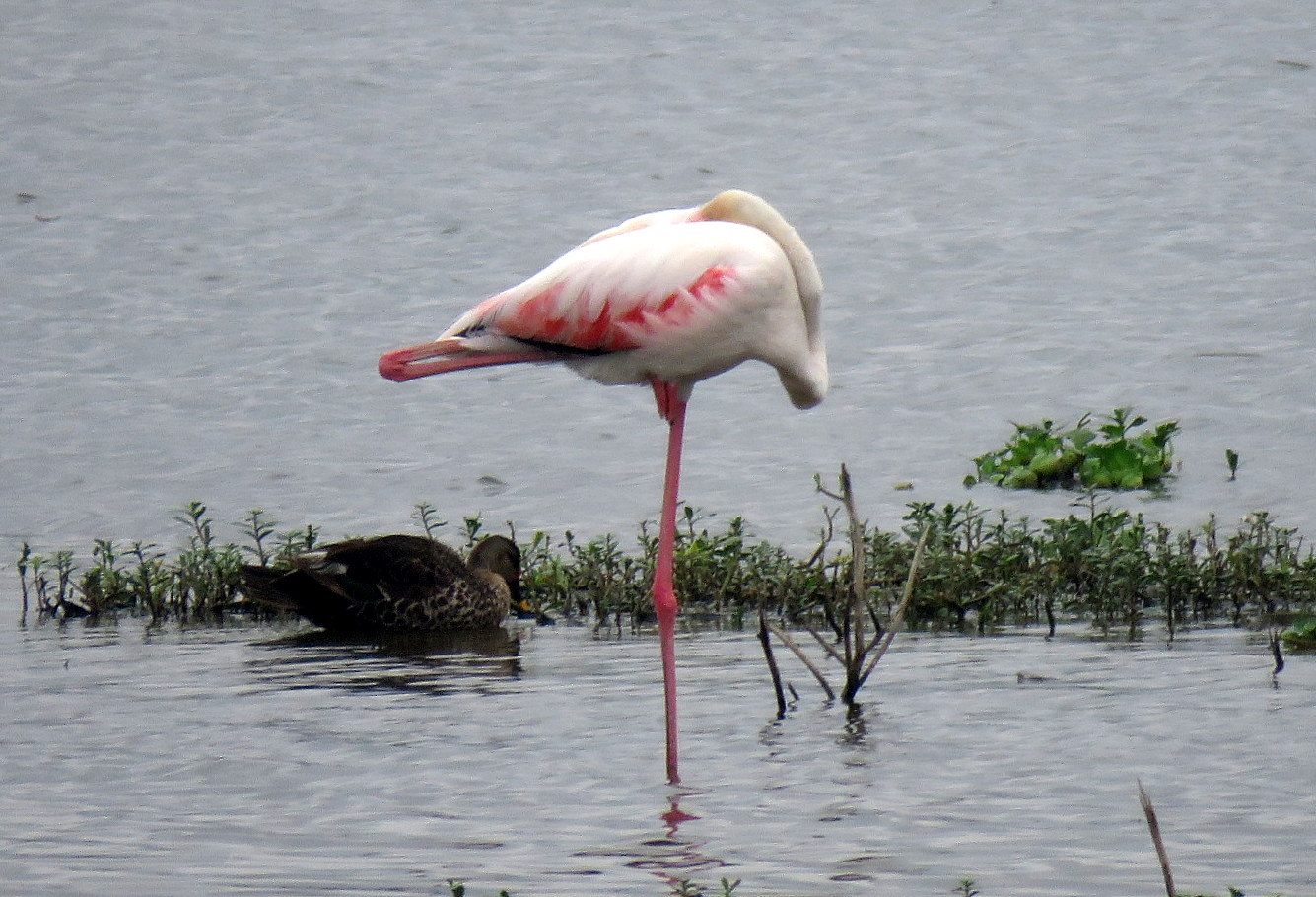 The Greater flamingo sleeping in the shallow waters of Varthur Lake. PHOTO: Deepa Mohan 
