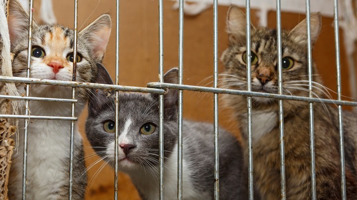 'Depths of evil': Videos of cats being drowned, electrocuted are sold on online torture groups