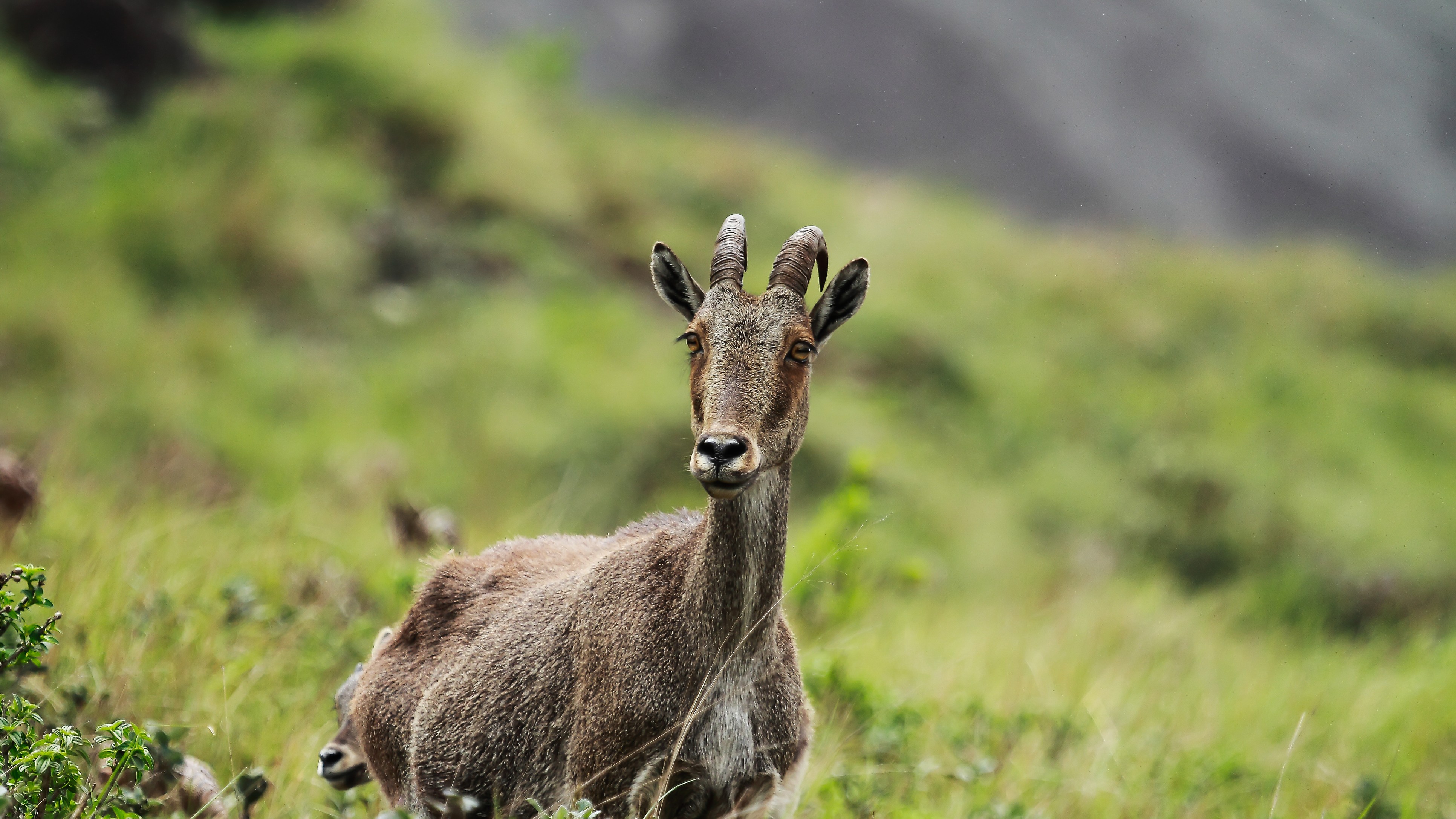 Population of Tamil Nadu's state animal Nilgiri Tahr rises, thanks to efforts of Stalin govt