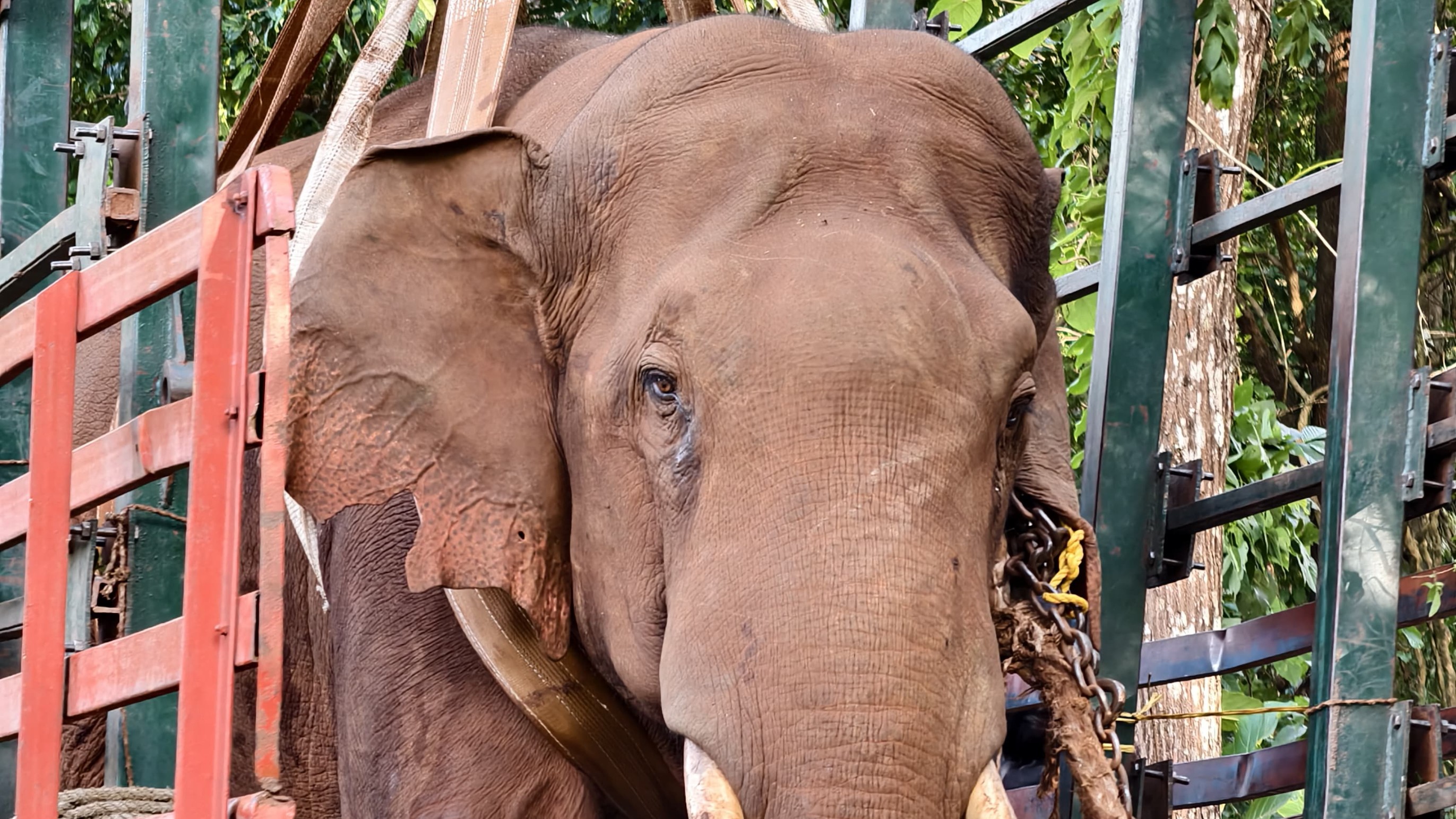 Karnataka: An elephant was captured at N R Pura taluk in Chikkamagaluru 