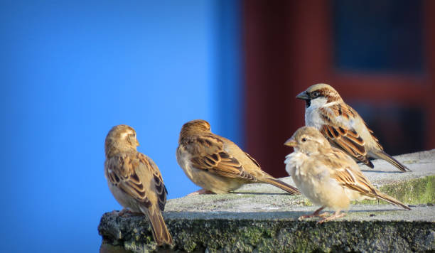 Saving the sparrows