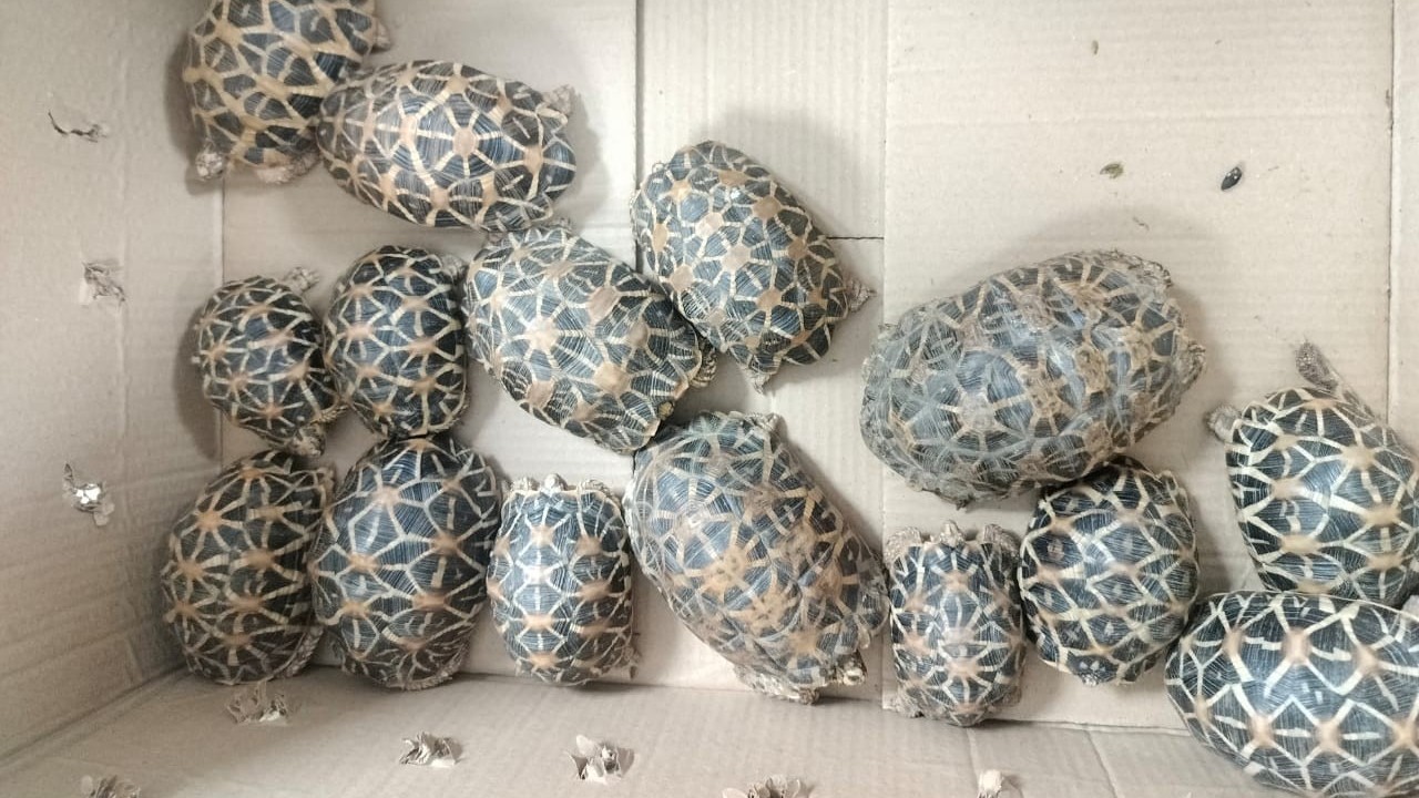 Smuggling bid foiled as 30 Indian star tortoises, stuffed in baggage, rescued at Kempegowda International Airport  
