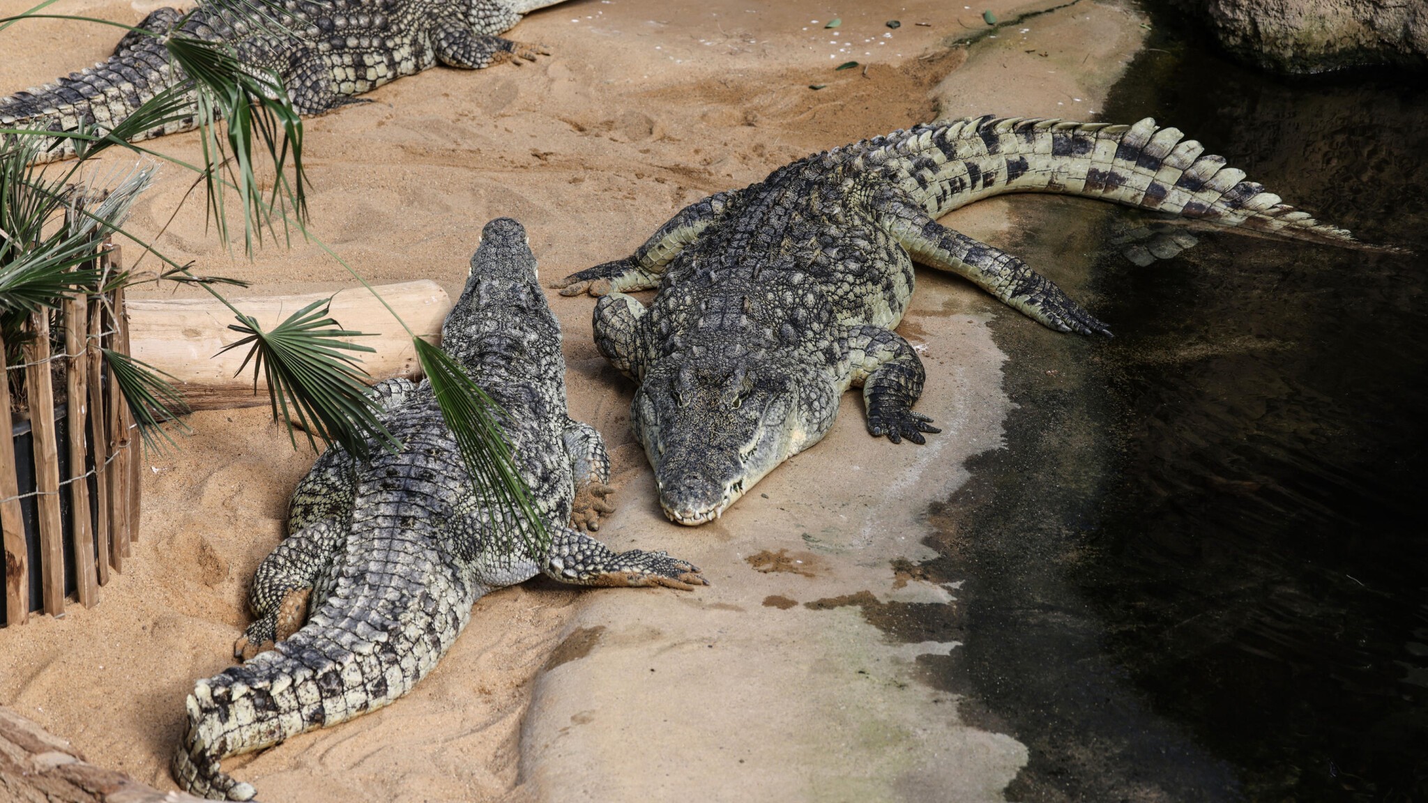 Israel culls more than 200 Nile crocodiles 