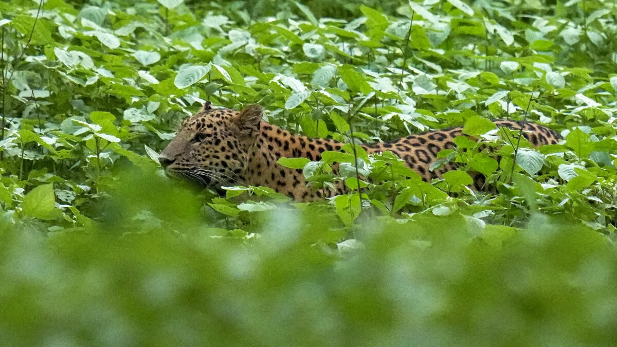 Leopard massacres 20 sheep in Karnataka's Davanagere