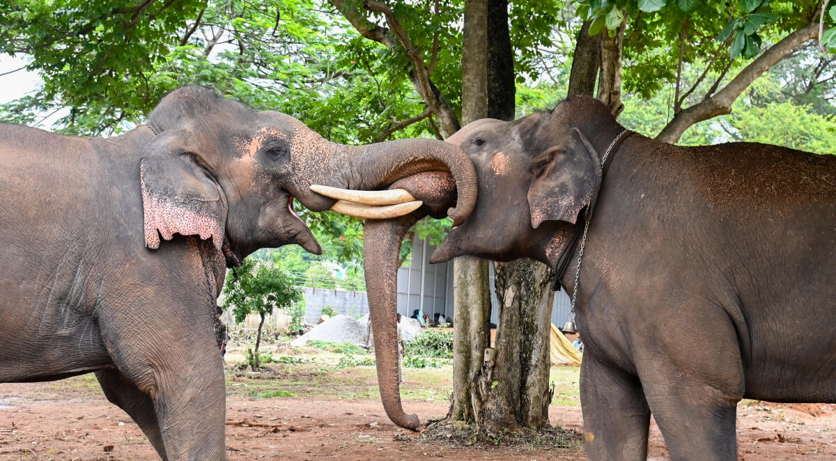 After Gajapayana, Dasara elephants bathe and enjoy good food at Mysuru's Aranya Bhavan