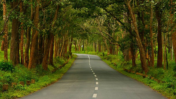 Need to maintain tree diversity in cities: Study