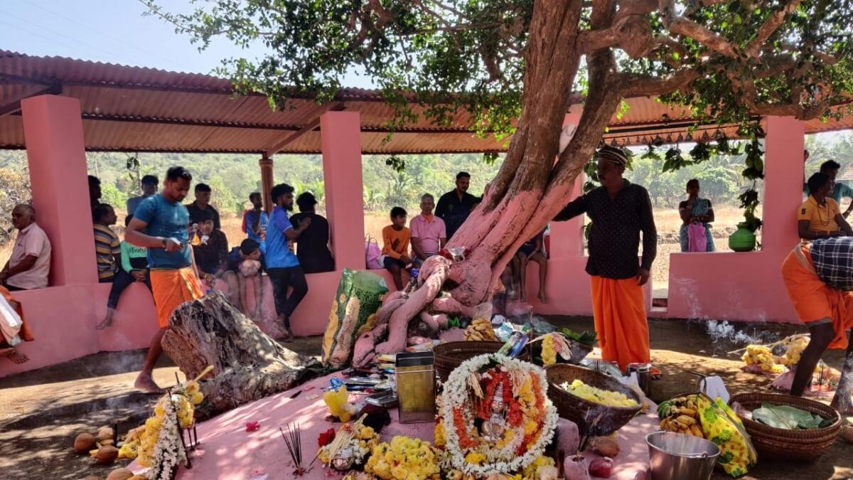 Lessons in co-existence: Karnataka tribes blend rituals with conservation