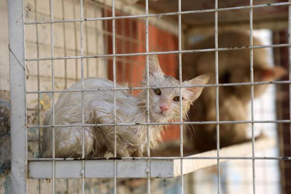 A cat that was sprayed with water to cool down during a heatwave sits in a cage at a zoo in Qamishli, Syria.