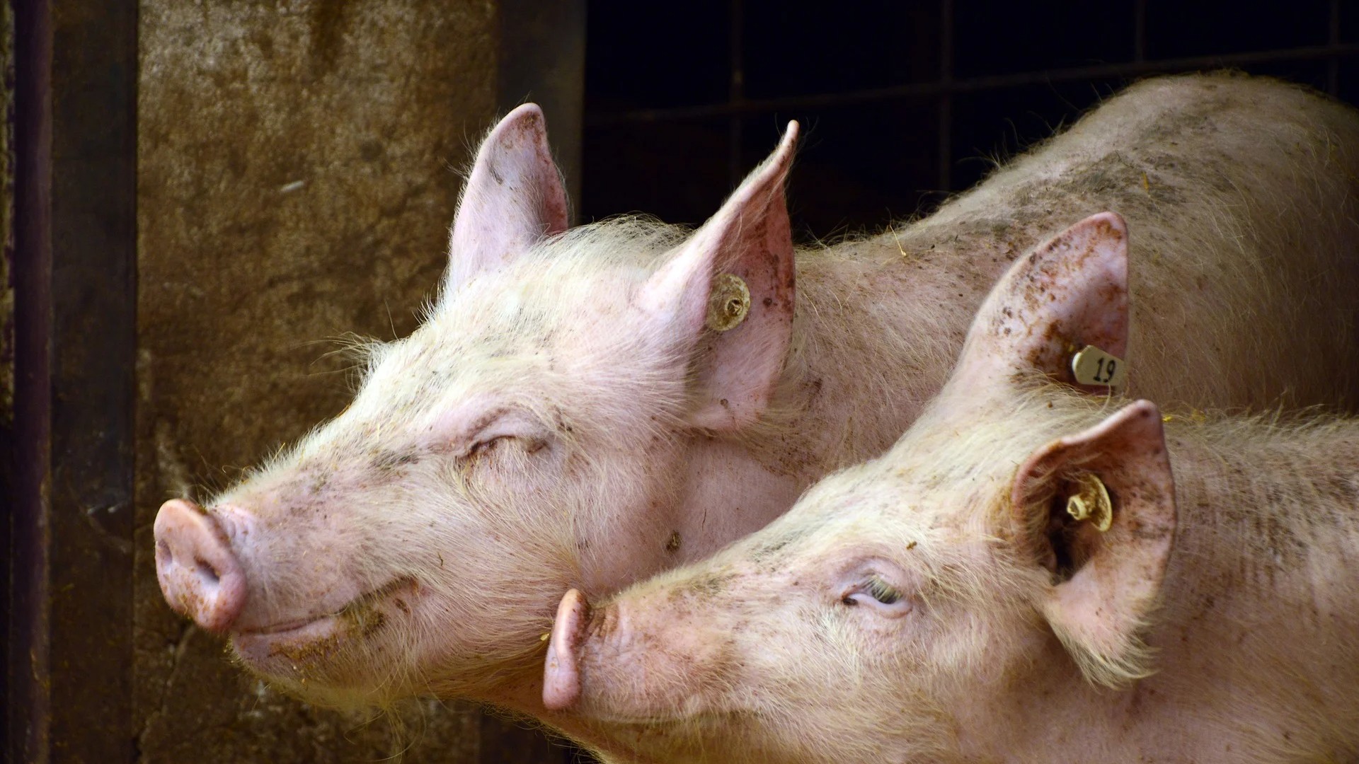 Pigs to slaughter? As demand nosedives, China plans breeding cuts