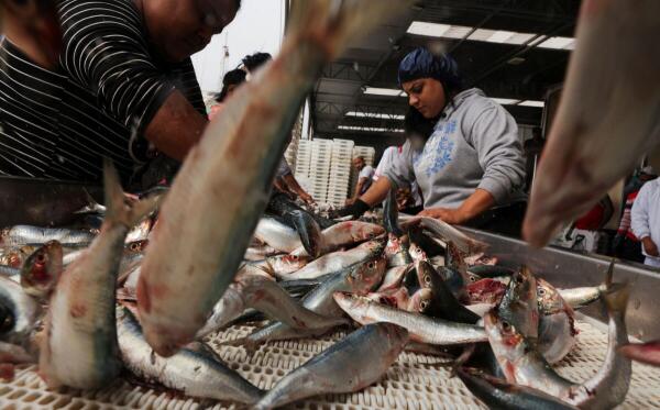 Workers select sardines as fishermen unload fish from their boats at a private port in Niteroi, near Rio de Janeiro, Brazil.
