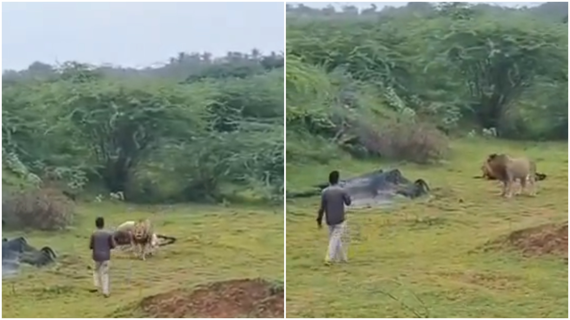 Video shows man going too close to lion eating its prey in Gujarat; arrested