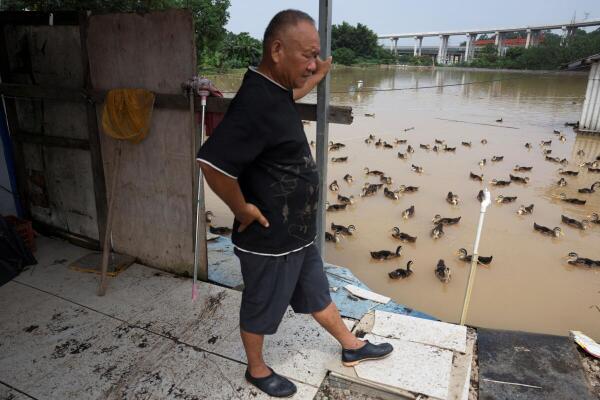 A duck and fish farmer in Guangdong.