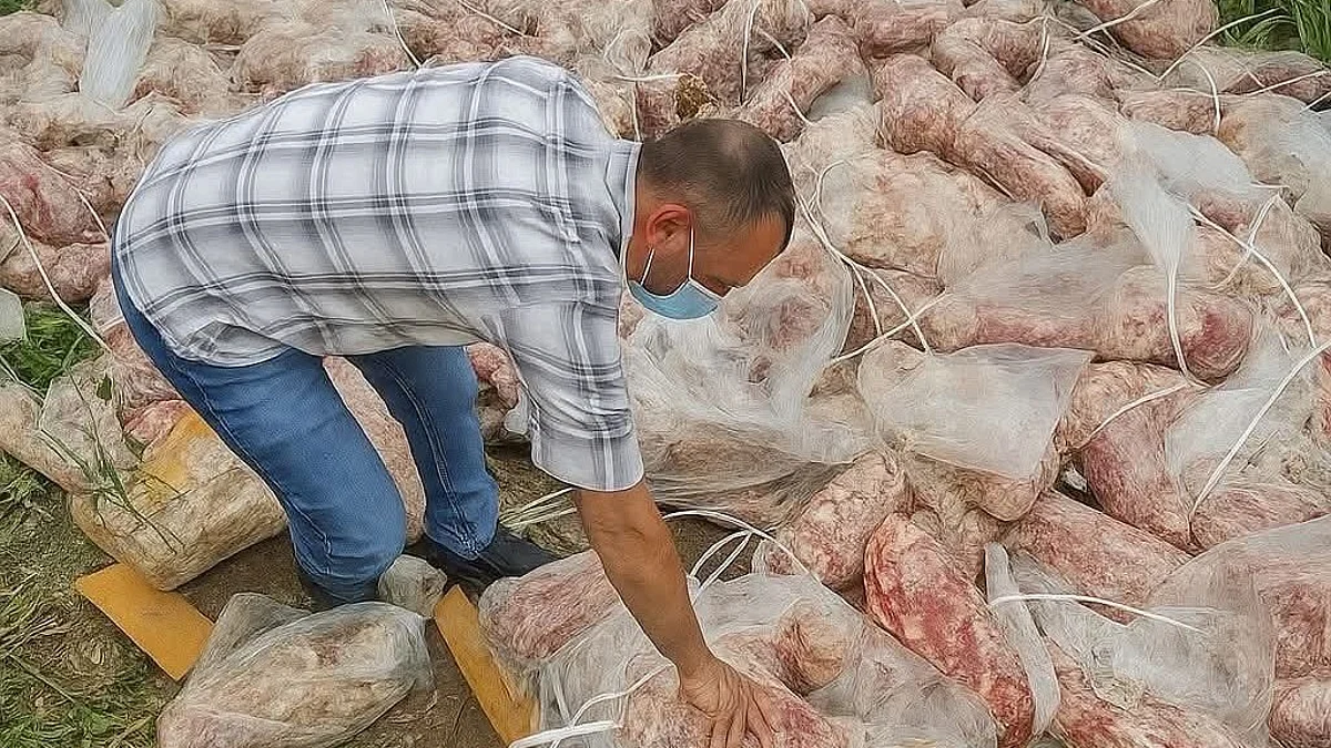Kashmir Food Safety: 1,200 Kg Rotten Meat Seized, Public Demands Action