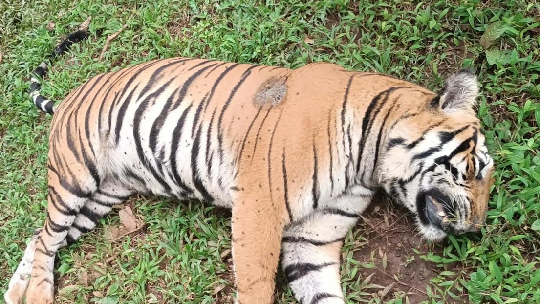 Tigress found dead in Karnataka's Bhadra Tiger Reserve