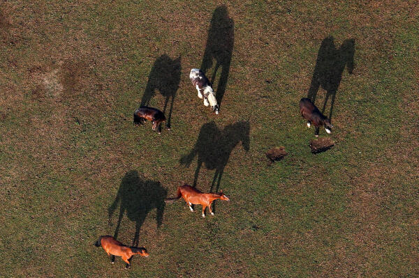 An aerial view shows horses casting shadows, as they graze, on the day of the annual Bristol International Balloon Fiesta, in Bristol, Britain.