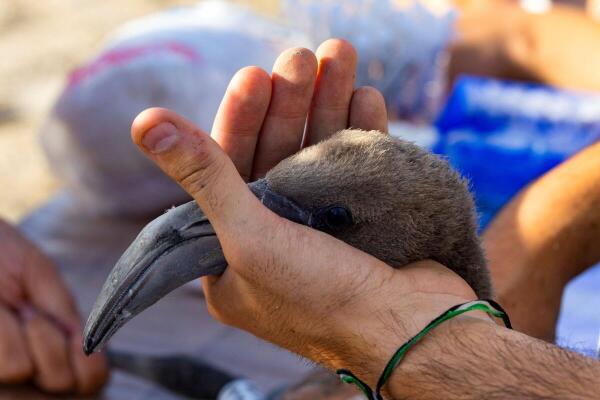 A volunteer holds a flamingo chick after being fitted with an identity ring, marking the 40th anniversary of the ringing event at a lagoon in the Fuente de Piedra natural reserve, near Malaga, southern Spain.